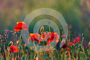 Beautiful field of red poppies in the sunset light