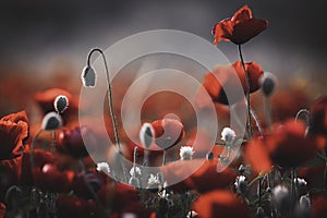 Beautiful field of red poppies in the sunset light. Israel, Beautiful blossoming red poppies, Spring In Israel, The Beautiful