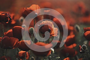 Beautiful field of red poppies in the sunset light. Israel, Beautiful blossoming red poppies, Spring In Israel, The Beautiful