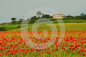 Beautiful field of red poppies in a field of wheat with green hills in the background in Tuscany near Monteroni d`Arbia photo