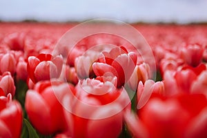 Beautiful field with red tulips in the Netherlands in spring. Blooming color tulip fields in a dutch landscape Holland