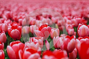 Beautiful field with red tulips in the Netherlands in spring. Blooming color tulip fields in a dutch landscape Holland