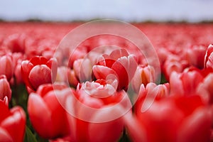 Beautiful field with red tulips in the Netherlands in spring. Blooming color tulip fields in a dutch landscape Holland