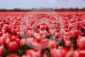 Beautiful field with red tulips in the Netherlands in spring. Blooming color tulip fields in a dutch landscape Holland