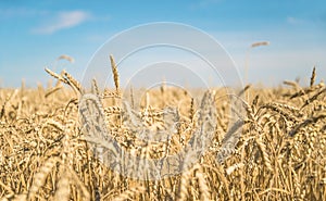 Beautiful field of ripe wheats with horizon line