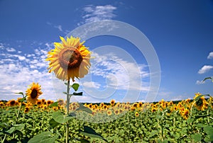 Beautiful field sunflowers
