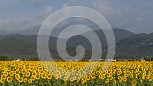 Beautiful field of sunflowers with in the background the Monte Serra covered by a cloud, Pisa, Tuscany, Italy