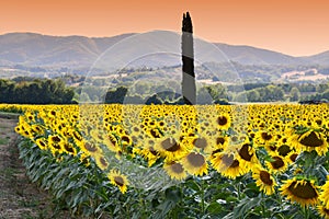 Beautiful field of sunflowers under the sunset light in the Tuscan countryside. Italy