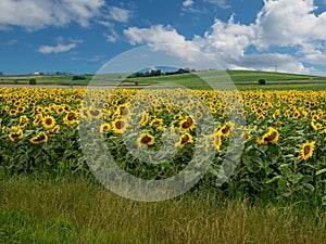 Beautiful field of sunflowers during warm summer day with hills on background