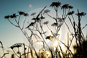 Beautiful field on sunset light, silhouette of little chamomiles with spyder on evening sky background