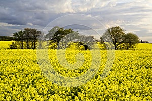 Beautiful field with trees