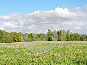 Beautiful field and trees in spring, Lithuania