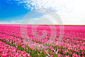 Beautiful field view of pink tulips, Netherlands