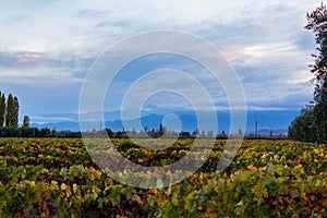 Beautiful field of vineyards in Mendoza
