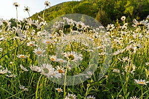 Beautiful field with white daisy flower background. Bright chamomiles or camomiles meadow. Summer in the garden.