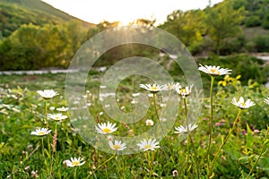 Beautiful field with white daisy flower background. Bright chamomiles or camomiles meadow. Summer in the garden. Meadow