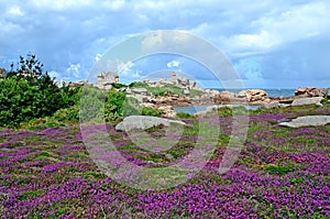 Beautiful field of wild flowers with the Phare de Ploumanac`h at the background, Brittany, France photo