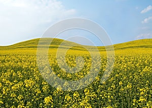 Beautiful field with yellow flowers.