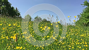 Beautiful field of yellow flowers against the blue sky