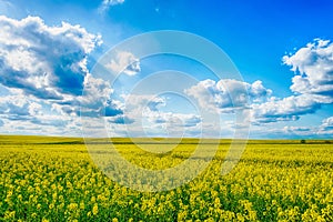 Beautiful field with yellow rapeseed flowers. Cloudy sky Nature. Landscapes