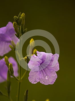 Nameless wildflower In Colombia photo