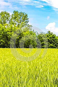 Beautiful fields and meadows landscape panorama the north of Germany