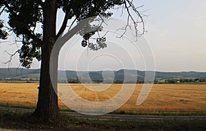 Beautiful fields near village of Uraj