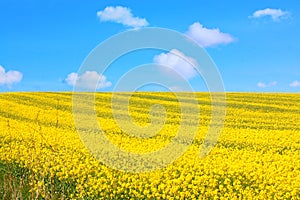 Beautiful fields of in Springtime