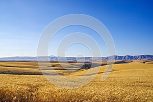 Beautiful fields of Soft White Winter Wheat near Dufur, Oregon