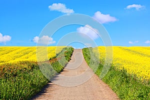 Beautiful fields of in Springtime