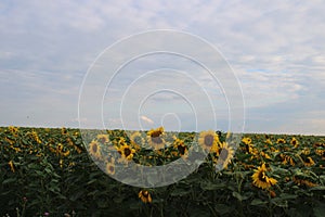 Beautiful fields with sunflowers