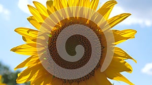 Beautiful fields with sunflowers in summer. close-up. big sunflower flower. field of yellow sunflower flowers against a