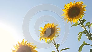 Beautiful fields with sunflowers in the summer. Crop of crops ripening in the field. A field of yellow sunflower flowers