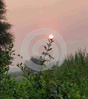 Beautiful fields view with sunset