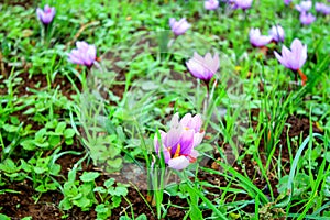 Beautiful fields of violet crocuses