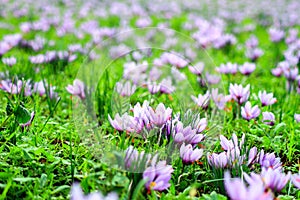 Beautiful fields of violet crocuses