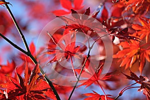 Beautiful fiery fall colour, Acer foliage