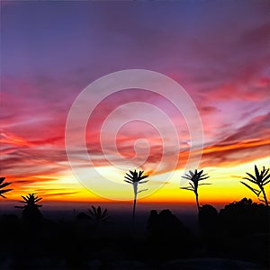 Beautiful fiery sunset sky during summer. Sunset at the palm tree on the beach.