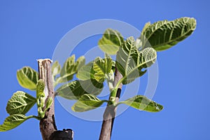 Fig leaves close up