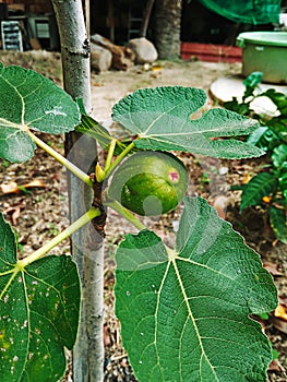 Beautiful fig, photographed in the backyard of a farm in a rural region.