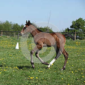 Beautiful filly on pasturage