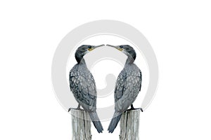 Beautiful Fineart photography ,Double Bird (Little Cormorant) perching on