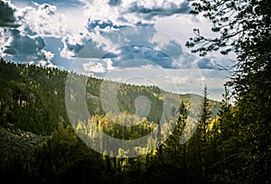 A beautiful Finnish forest landscape