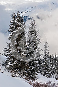 Beautiful fir trees covered with snow in winter on a foggy day