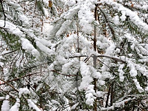 Beautiful fir trees in white snow in december forest