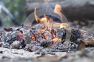 Beautiful fire made of wood and pine cones, with a small flame, on a blurred background, on a summer sunny day