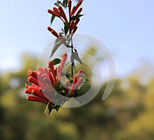 Beautiful firecracker flower