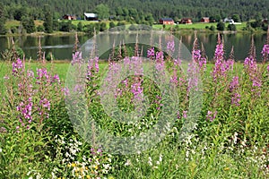 Beautiful fireweed in Norway