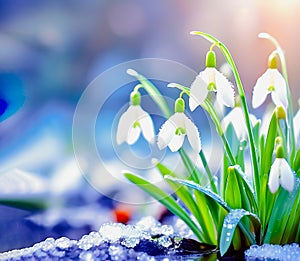 Beautiful first flowers-snowdrops in the spring forest, symbolize the arrival of spring...
