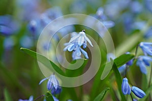 Beautiful first flowers snowdrops in spring forest. Tender spring flowers snowdrops harbingers of warming symbolize the